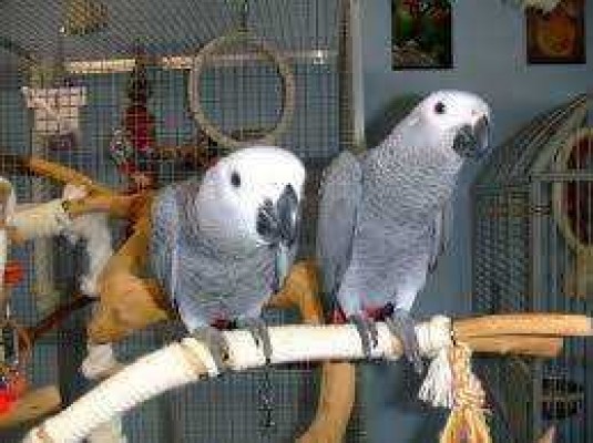 Lovely African Grey Parrots for good homes.