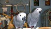 Lovely African Grey Parrots for good homes.