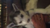 2 CKC Female Siberian Husky Puppies For Sale