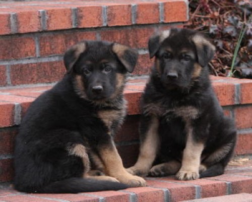 Full Blooded German Shepherd puppies